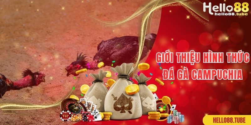 Đá Gà Campuchia Hello88: Thiên Đường Kiếm Tiền Không Giới Hạn 1 Giới thiệu bộ môn đá gà Campuchia đẳng cấp số 1 hiện nay