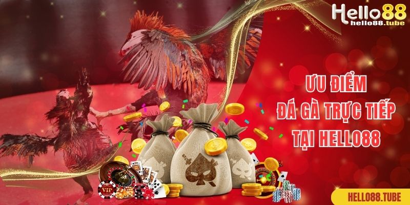 Đá Gà Trực Tiếp Hello88: Sàn Đấu Của Những Chiến Kê Mạnh Mẽ 2 Ưu điểm giúp đá gà trực tiếp tại Hello88 nổi tiếng, thu hút